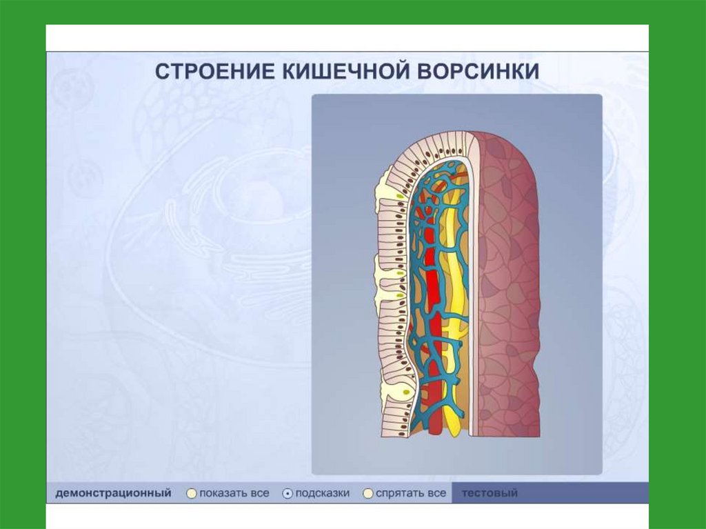 Кишечная ворсинка. Строение кишечной ворсинки биология. Схема строения кишечной ворсинки. Строение кишечной аорсчнкеи схема. Строение кишечной ворсинки рисунок.