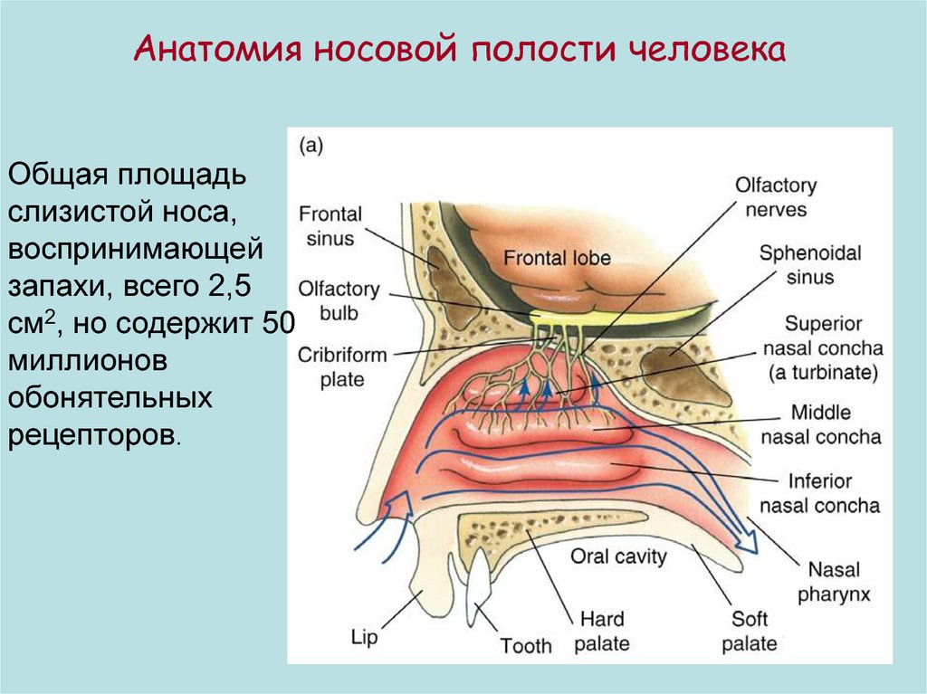 Обонятельной полостью носа является