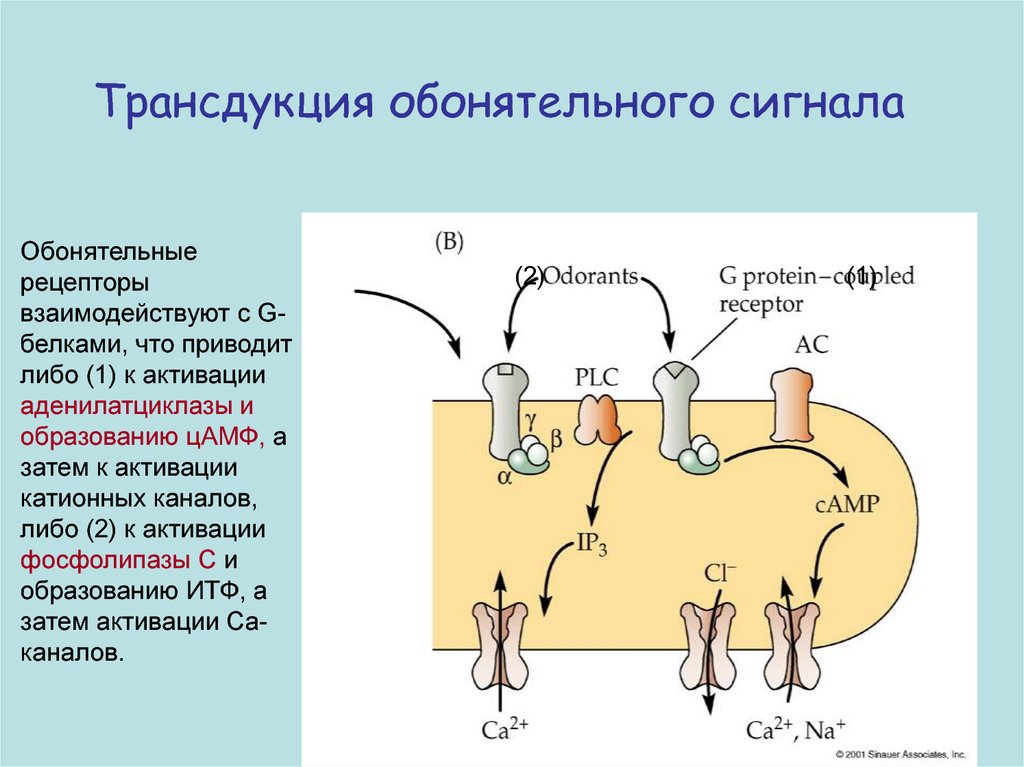 Очищение рецепторов