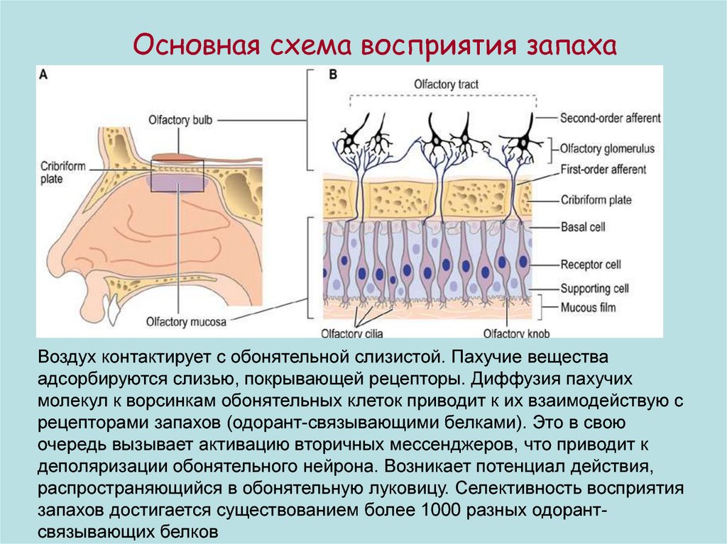 Блок схема обонятельного анализатора