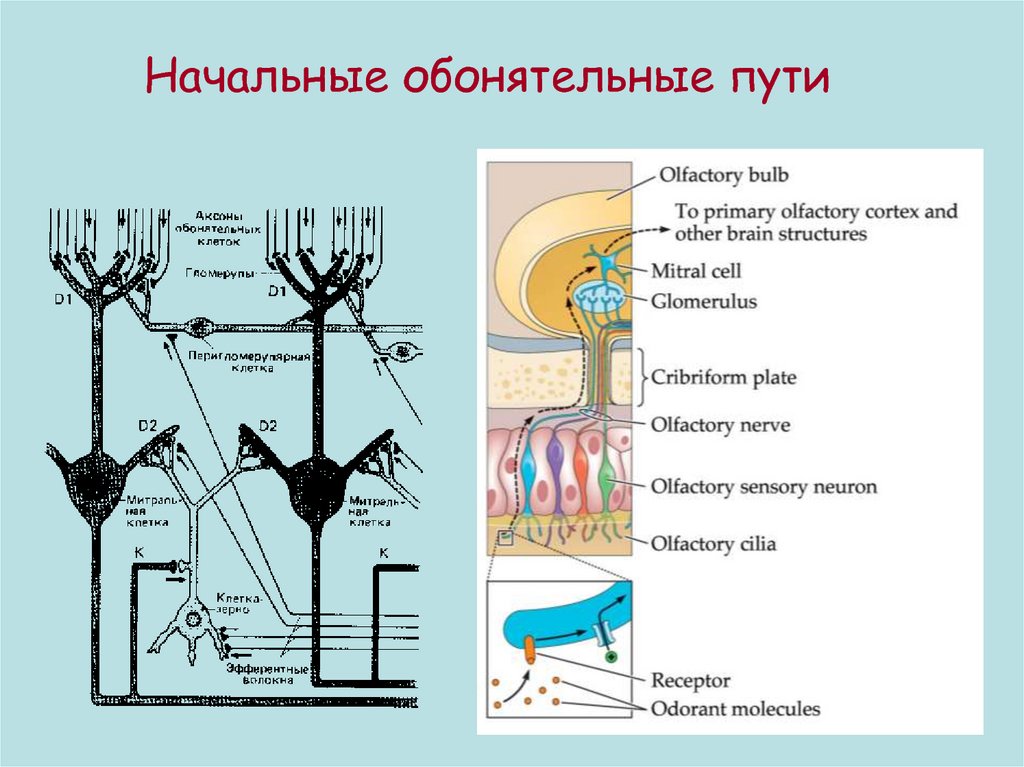 Схема обонятельных путей