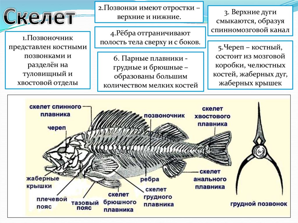 Жаберные крышки у костных рыб