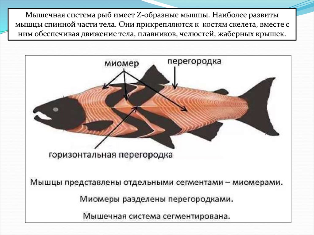 Двигательная система рыб. Опорно мышечная система рыбы. Опорно двигательная система костных рыб. Мышечное строение рыбы. Опорно двигательная система рыб схема.