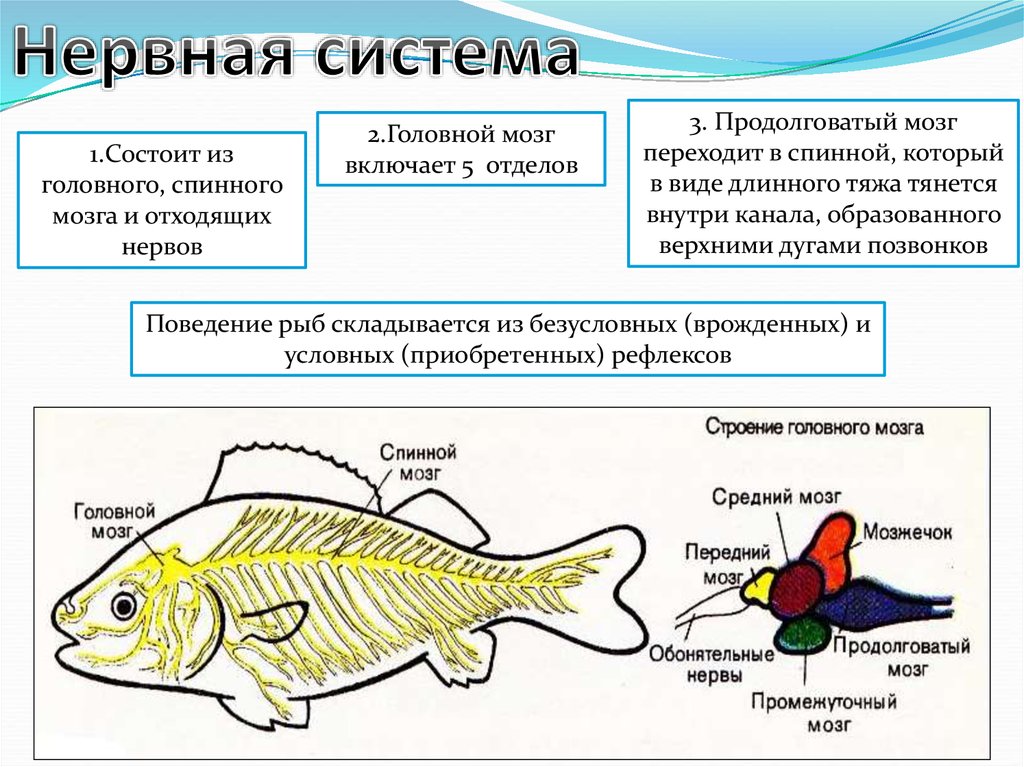 Особенности строения мозга рыбы