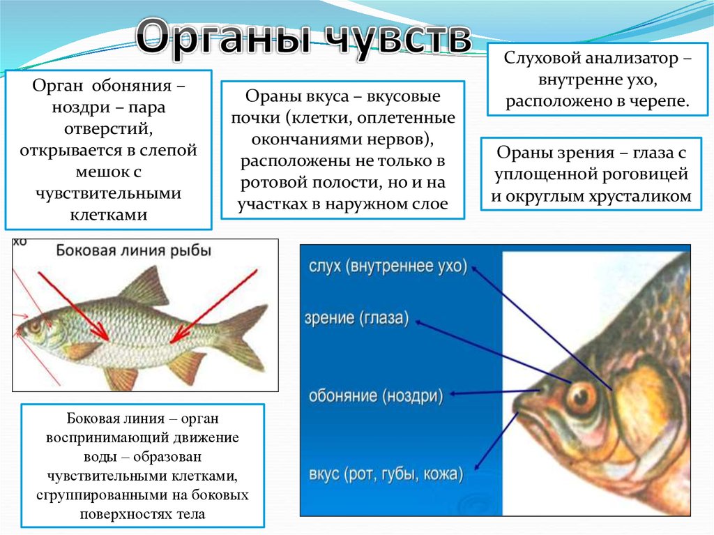 Надкласс рыбы 7 класс биология презентация