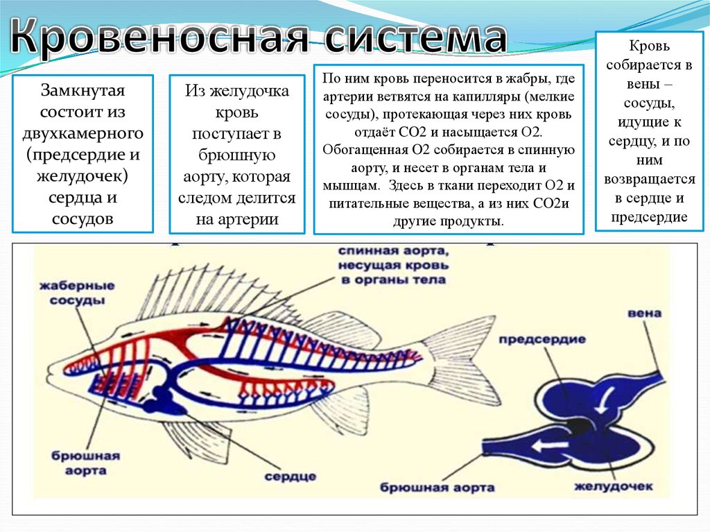 Кровеносная органы рыб. Тип кровеносной системы у рыб. Схема строения кровеносной системы костной рыбы. Кровеносная система хрящевых рыб схема. Внутреннее строение рыб и системы.
