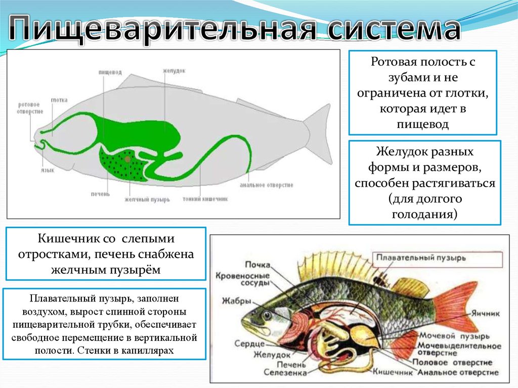 Строение рыбы 7 класс таблица. Надкласс рыбы пищеварительная система. Внутреннее строение рыбы. Строение рыбы 7 класс. Пищеварительная система рыб 7 класс.