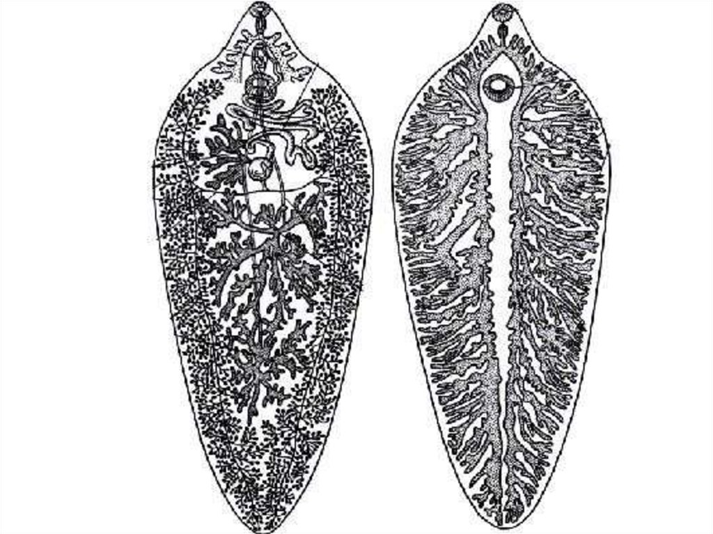 Листовидная форма червей. Марита трематоды. Печеночная двуустка строение. Пищеварительная система печеночного сосальщика. Печеночный сосальщик строение половая система.