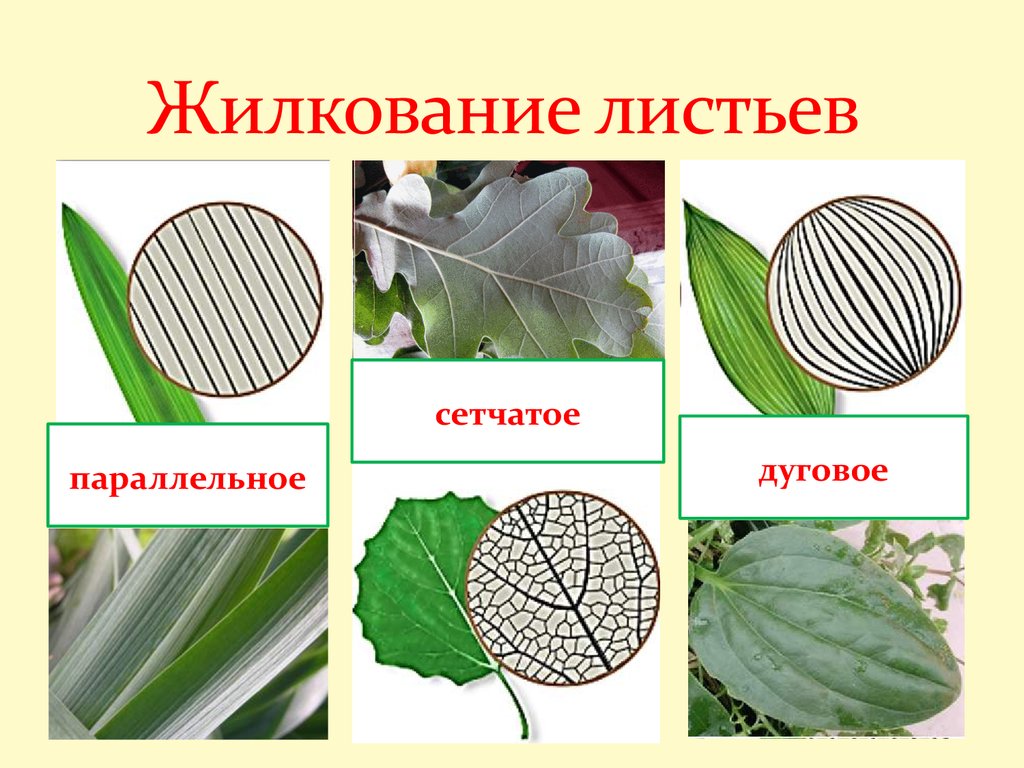 Сетчатое жилкование имеют. Сетчатое и параллельное жилкование. Сетчатое жилкование листьев. Параллельное и сетчатое жилкование листьев. Сетчатое и пальчатое жилкование листьев.