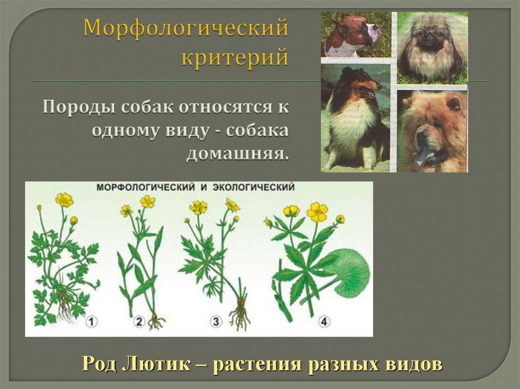 Описание морфологического критерия. Морфологический критерий собаки. Морфологическая критерия вида собака. Морфологический критерий собаки домашней. Критерии вида собака домашняя.