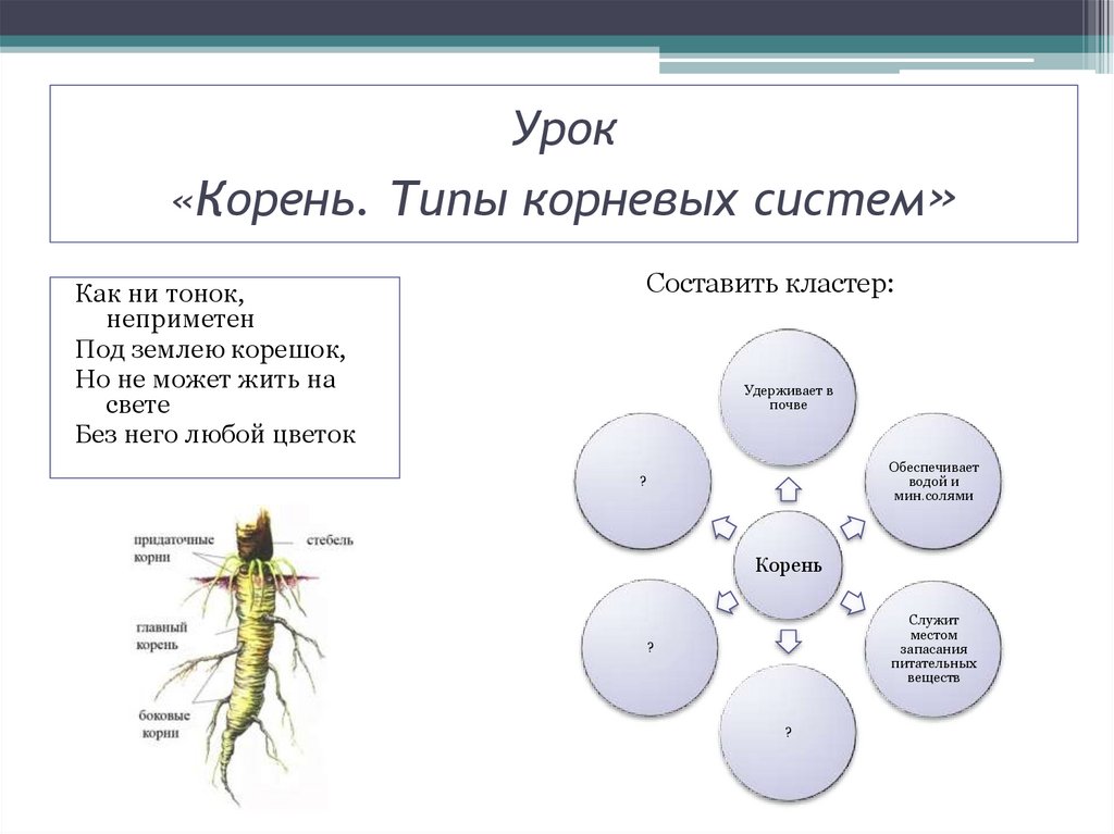 Способность какой корень