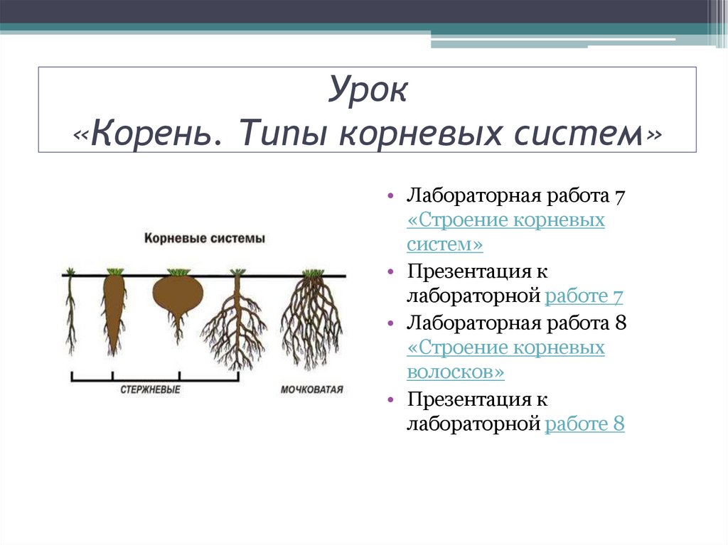 5 6 какой корень. Лабораторная работа по биологии строение корня. Лабораторная работа биология виды корней типы корневых систем. Таблица по биологии 6 класс виды корней и типы корневых систем. Типы корневых систем