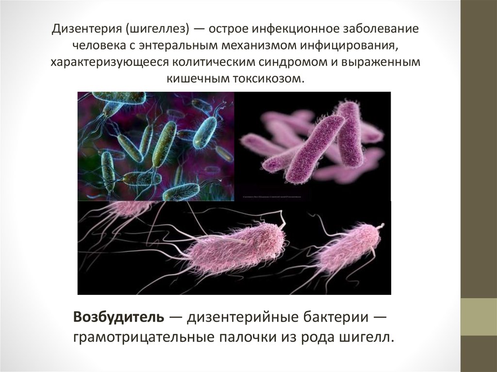 Возбудитель дизентерии. Шигелла дизентерия морфология. Дизентерия шигеллез возбудитель. Возбудители бактериальной дизентерии. Бациллярная дизентерия возбудитель.