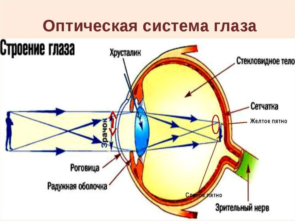Фокусировка лучей света на внутренней поверхности глазного. Строение глаза человека физика 8 класс. Строение оптической системы глаза. Оптическая система глаза человека. Оптическое строение глаза.