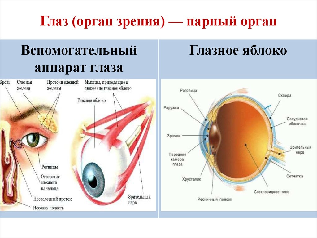 Зрительные нервы глазного яблока. Зрительный анализатор вспомогательный аппарат глаза. Структуры глазного яблока вспомогательный аппарат органа зрения. Строение зрительного анализатора глазное яблоко. Вспомогательные органы зрительного анализатора.