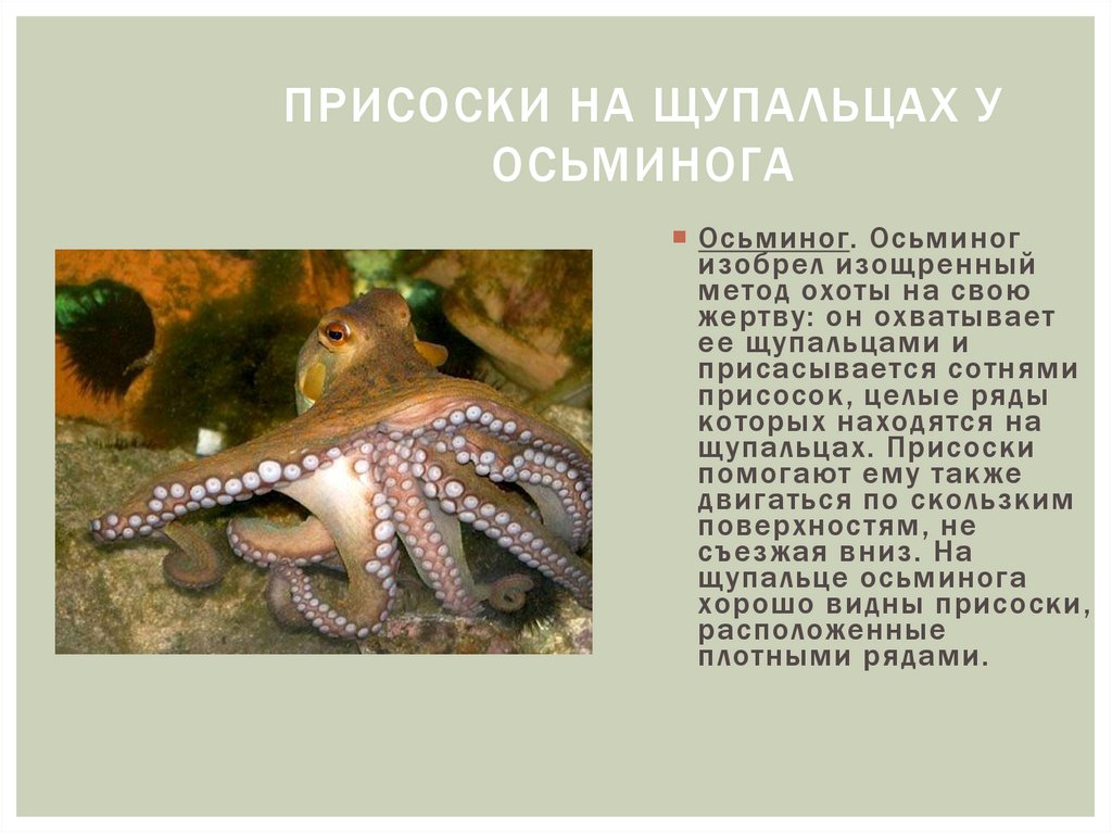 Группе относится осьминог. Осьминог Тип адаптации. Присоска осьминога. Осьминог интересная информация. Факты о осьминогах.