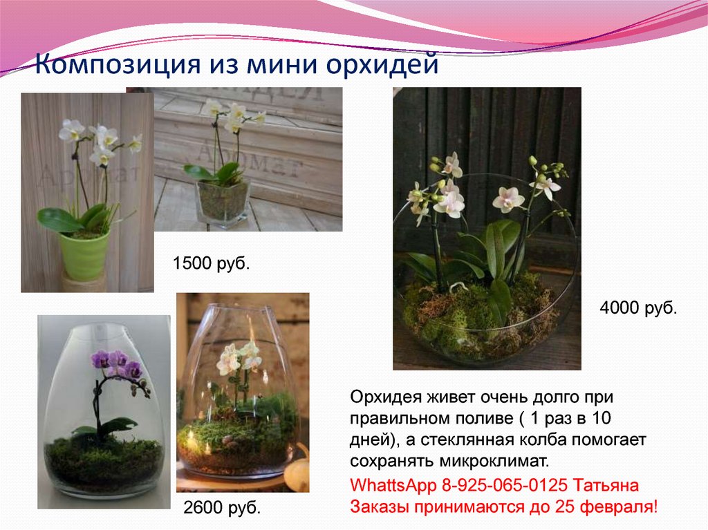 Композиция из мини орхидей