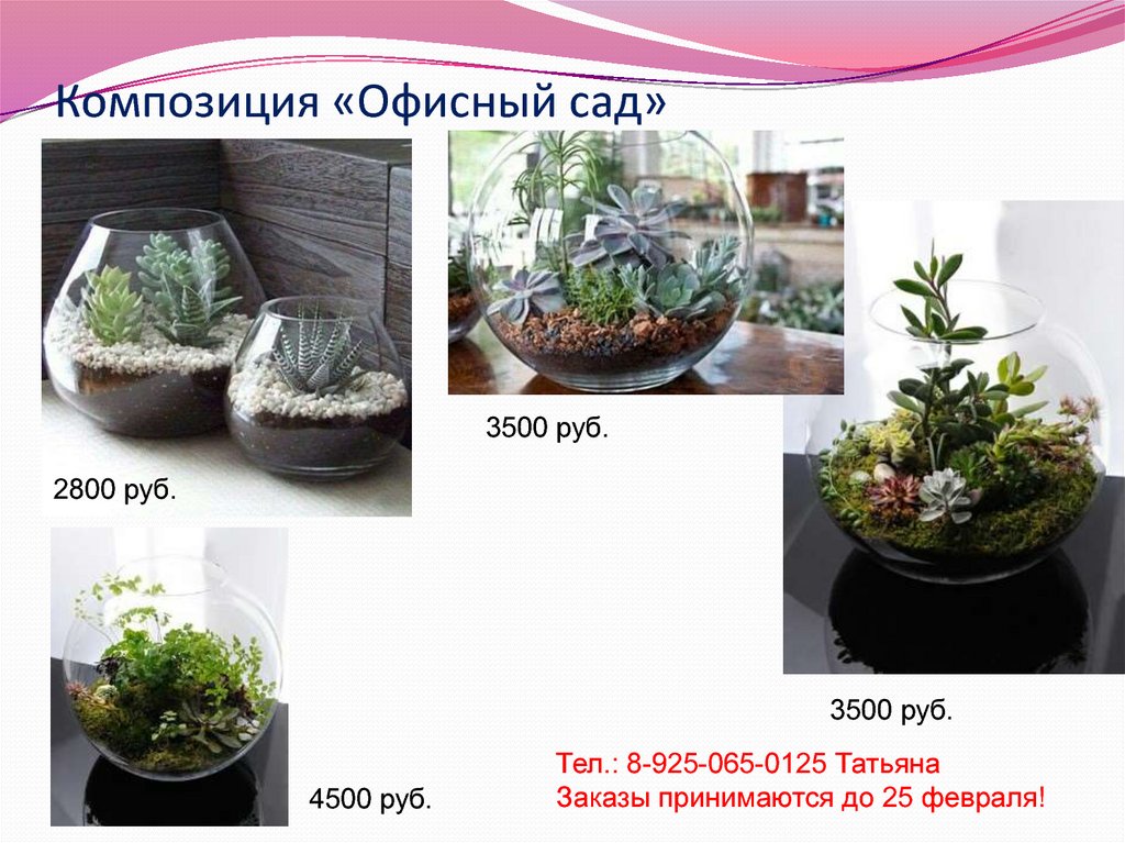 Композиция «Офисный сад»