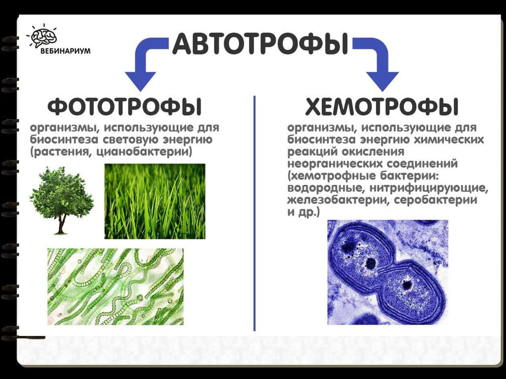 Низшие растения хемотрофы
