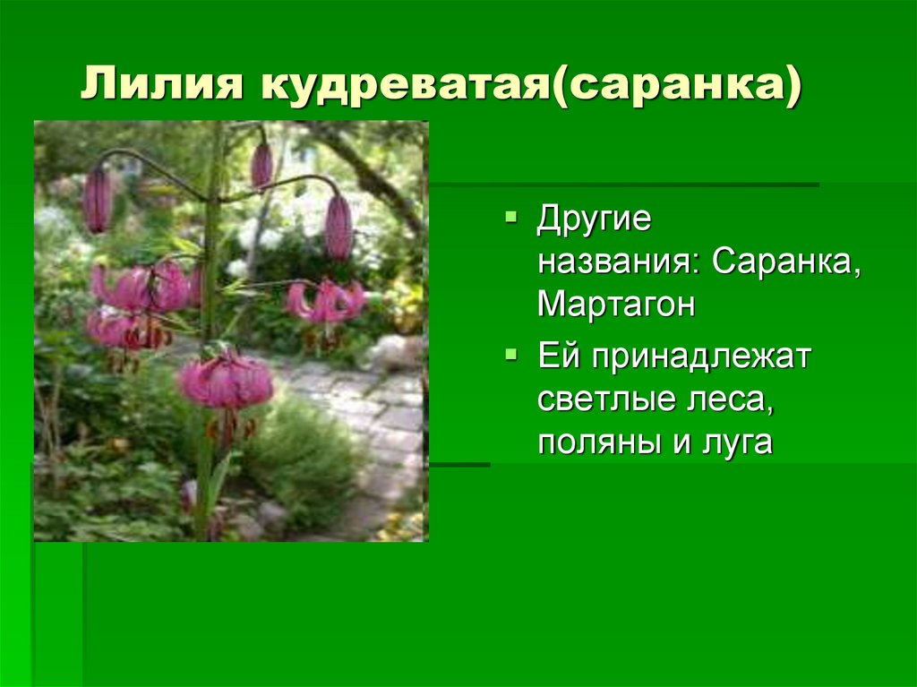 Презентация лилия саранка