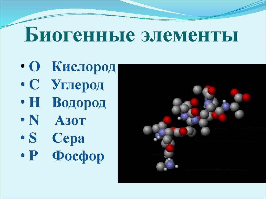 Химический состав организма