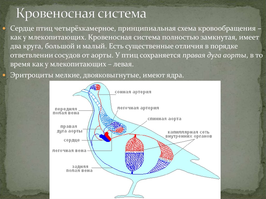 Выберите характеристики и изображение кровеносной системы птиц. Схема строения кровеносной системы птиц. Кровеносная система птиц 7 класс схема. Кровеносная система птиц схема рисунок. Кровеносная систептиц.