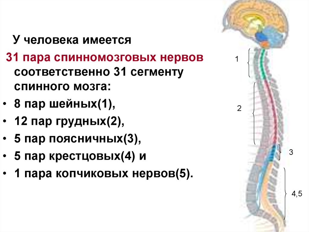 От спинного мозга отходит 31 пара. Спинной мозг 31 пара нервов. Сегменты спинного мозга и спинномозговые нервы. 31 Сегмент спинномозговых нервов. 31 Сегмент спинного мозга таблица.