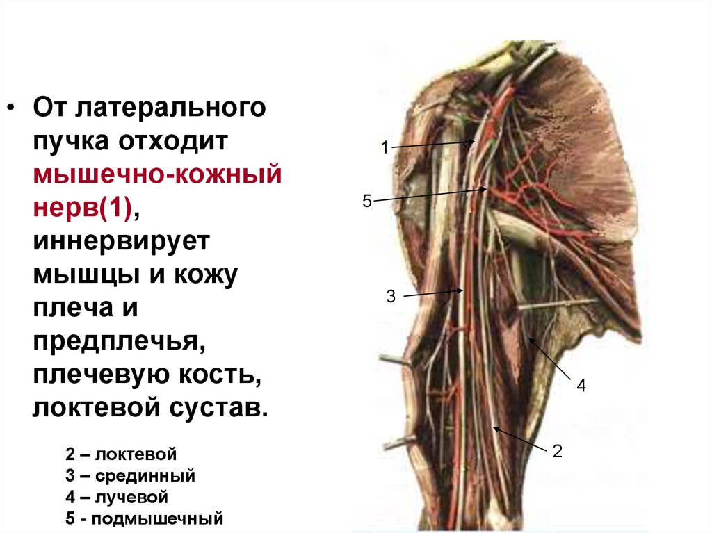 Кожный нерв. Мышечно-кожный нерв иннервирует. Мышечно-кожный нерв иннервирует мышцы. Мышечно кожный нерв топография. Латеральный кожный нерв предплечья.