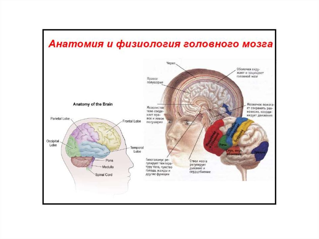 Физиология головного мозга презентация