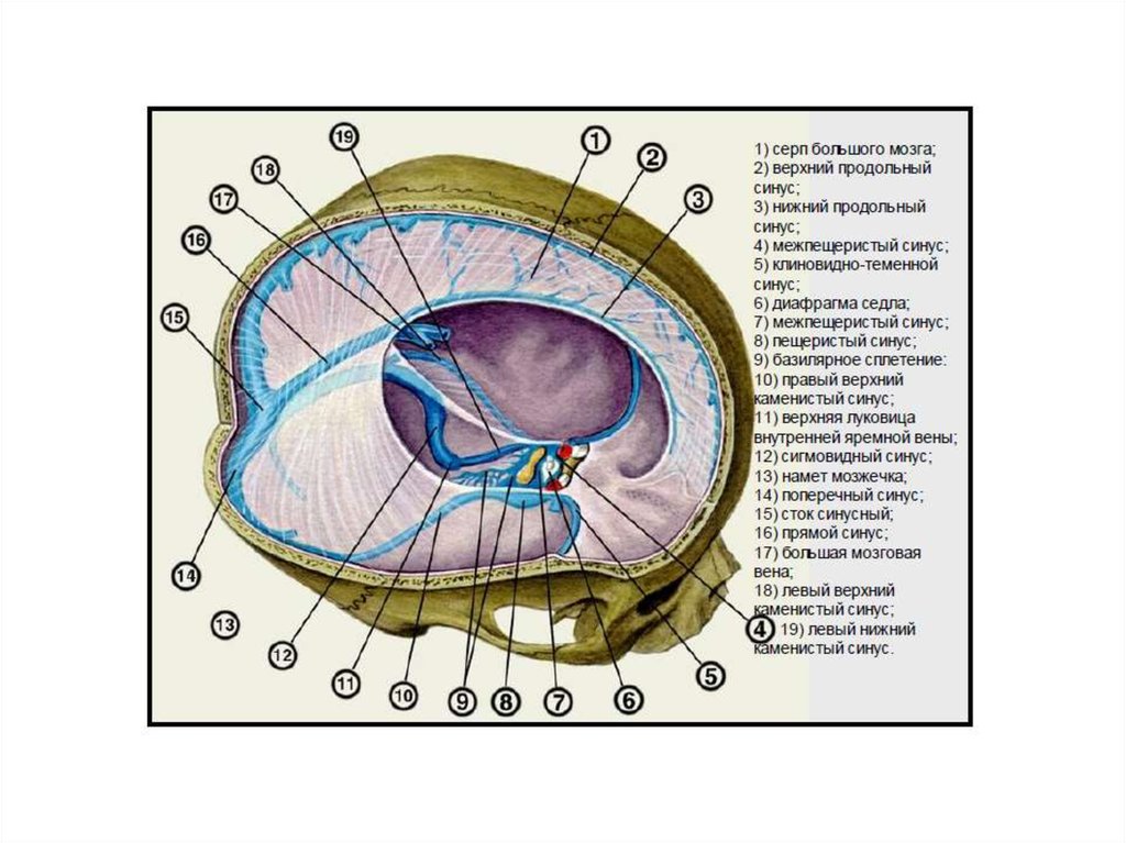 Верхний сагиттальный синус. Синусы головного мозга анатомия. Синусы (пазухи) твердой оболочки головного мозга. Синусы твердой мозговой оболочки.