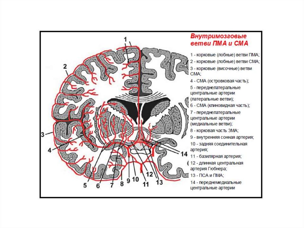 Сма мозга. Сегменты передней мозговой артерии на кт. Анатомия передней мозговой артерии сегменты. Среднемозговая артерия сегменты. Сегменты артерий головного мозга схема.