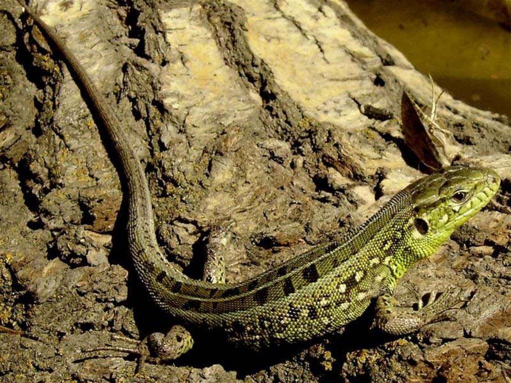 Северные ящерицы. Lacerta Agilis. Пресмыкающиеся прыткая ящерица. Ящерица прыткая в Самарской. Прыткая ящерица и уж обыкновенный.