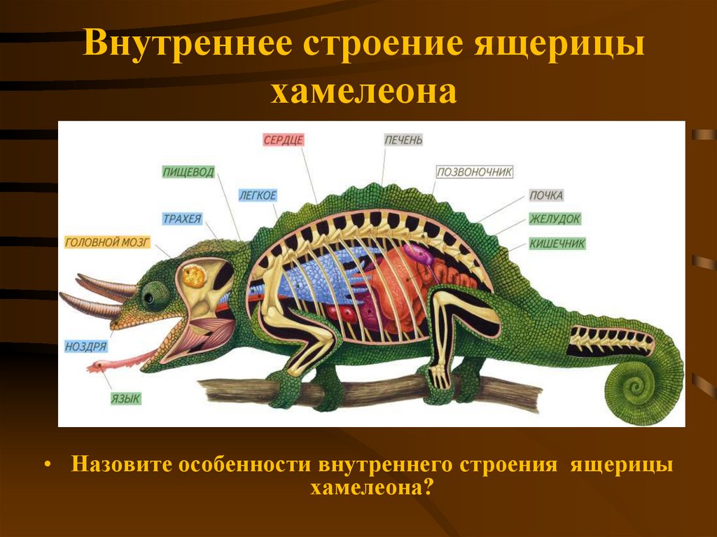 Про внутреннее строение. Внутреннее строение пресмыкающихся. Строение хамелеона. Внутреннее строение ящерицы. Внешнее строение хамелеона.