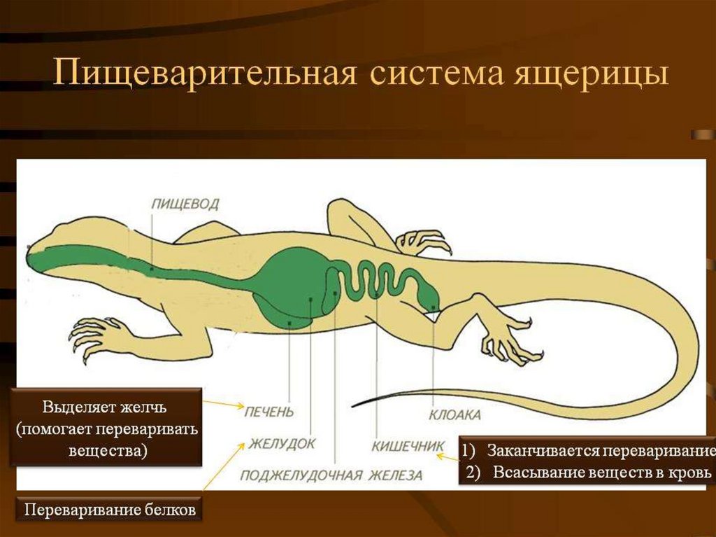 Пищеварительная система ящерицы схема