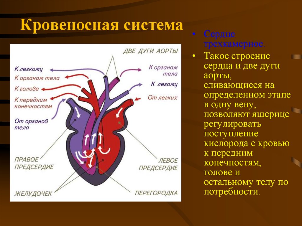 Отделы сердца пресмыкающиеся. Пресмыкающиеся строение сердца. Венозная система пресмыкающихся. Строение сердца рептилий. Кровеносная система.