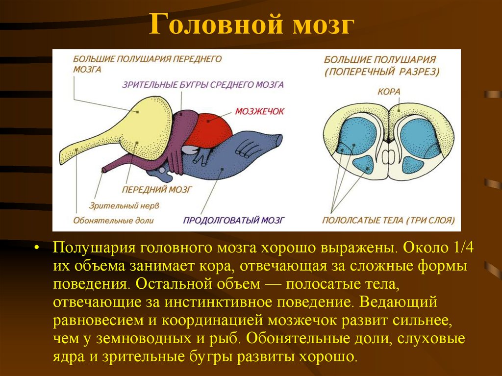 Передний мозг рептилий. Средний мозг у пресмыкающихся. Функция среднего мозга у рептилий. Средний мозг у рептилий. Функции мозга у птиц.
