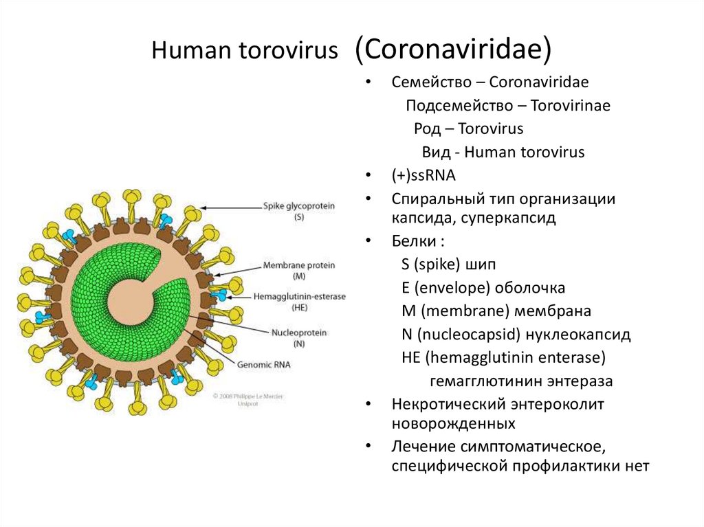 Возбудителем коронавирусной инфекции является вирус семейства. Коронавирусы микробиология строение. Семейство коронавирусов. Coronaviridae строение. Строение вируса коронавируса.