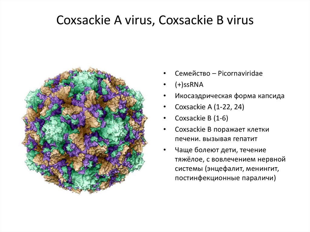 Вирус коксаки лечение. Вирус Коксаки структура вириона. Вирус Коксаки строение. Структура вируса Коксаки. Вирусы Коксаки строение рисунок.
