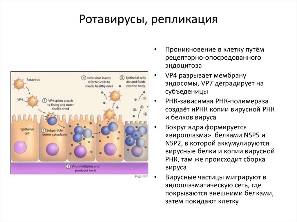 Профилактика ротавируса