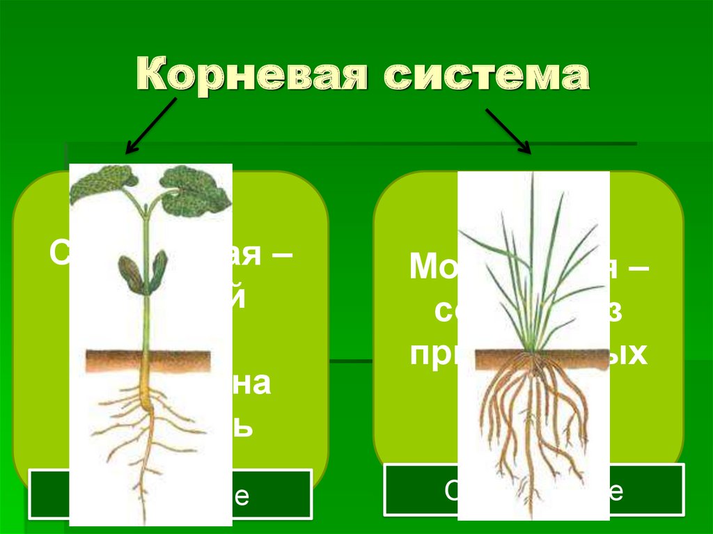 Какую часть корневой системы удаляют. Тип корневой системы у моркови. Закрытая корневая система. Тип корневой системы у гороха.