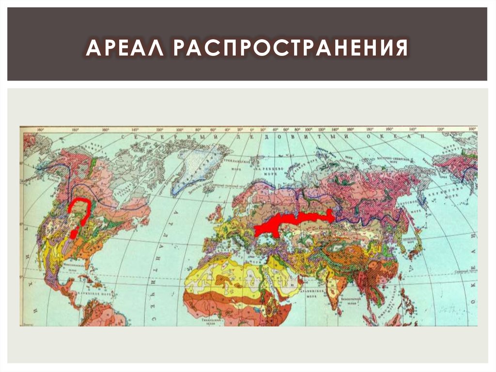 Чернозем карта распространения