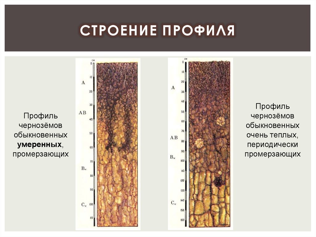 Почвенный профиль. Почвенный профиль чернозема обыкновенного. Почвенные горизонты черноземов обыкновенных. Строение профиля чернозема обыкновенного. Почвенной профиль чернозем почвы.