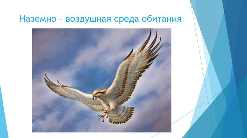 Наземно воздушная среда. Обитатели наземно-воздушной среды. Птицы наземно воздушной среды. Воздушная среда обитания рисунок. Воздушная среда птицы.