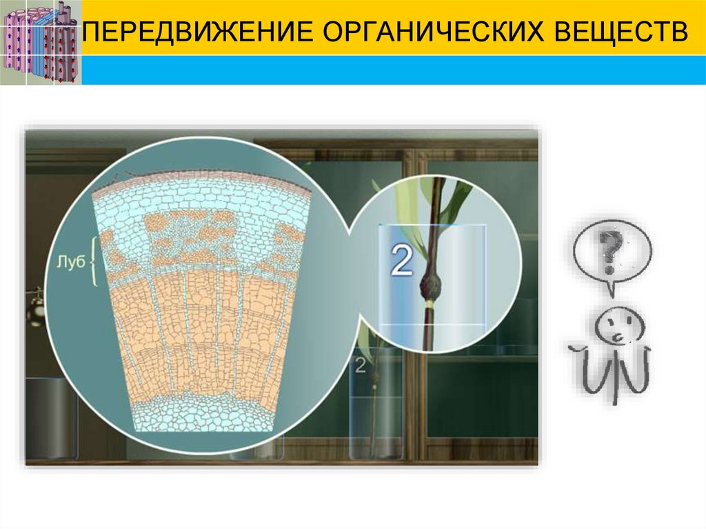 Транспорт органических. Передвижение органических веществ. 5. Передвижение органических веществ.. Луб функции перемещение воды и органических веществ. Содействует передвижение органических веществ.