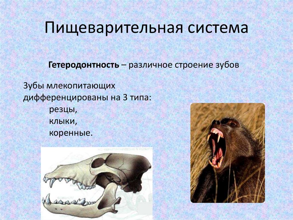 Практическая работа исследование зубной системы млекопитающих. Зубы млекопитающих. Строение зуба млекопитающих. Виды зубов у млекопитающих. Дифференциация зубов у млекопитающих.