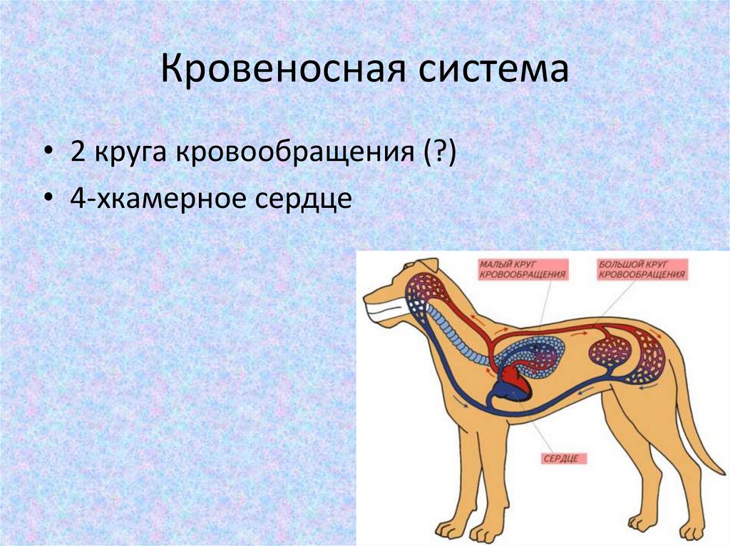 Система кровообращения млекопитающих. Кровеносная система млекопитающих схема. Кровеносная система млекопитающих 7 класс. Кровеносная система собаки.