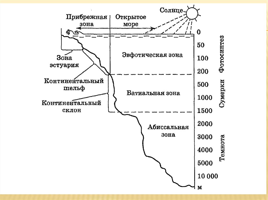 Строение моря схема