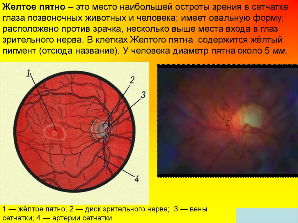 Функция сетчатки глаза человека. Строение желтого пятна сетчатки. Сетчатка строение функции желтое пятно. Строение глаза анатомия сетчатка желтое пятно. Желтое пятно строение и функции.