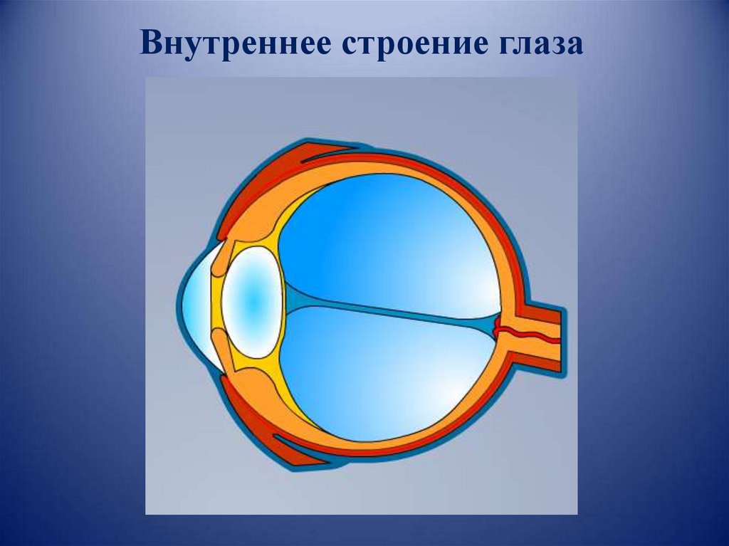 Анализаторы орган зрения. Строение глаза вид спереди. Строение глаза сбоку. Строение глаза вид сбоку. Внутреннее строение глаза.