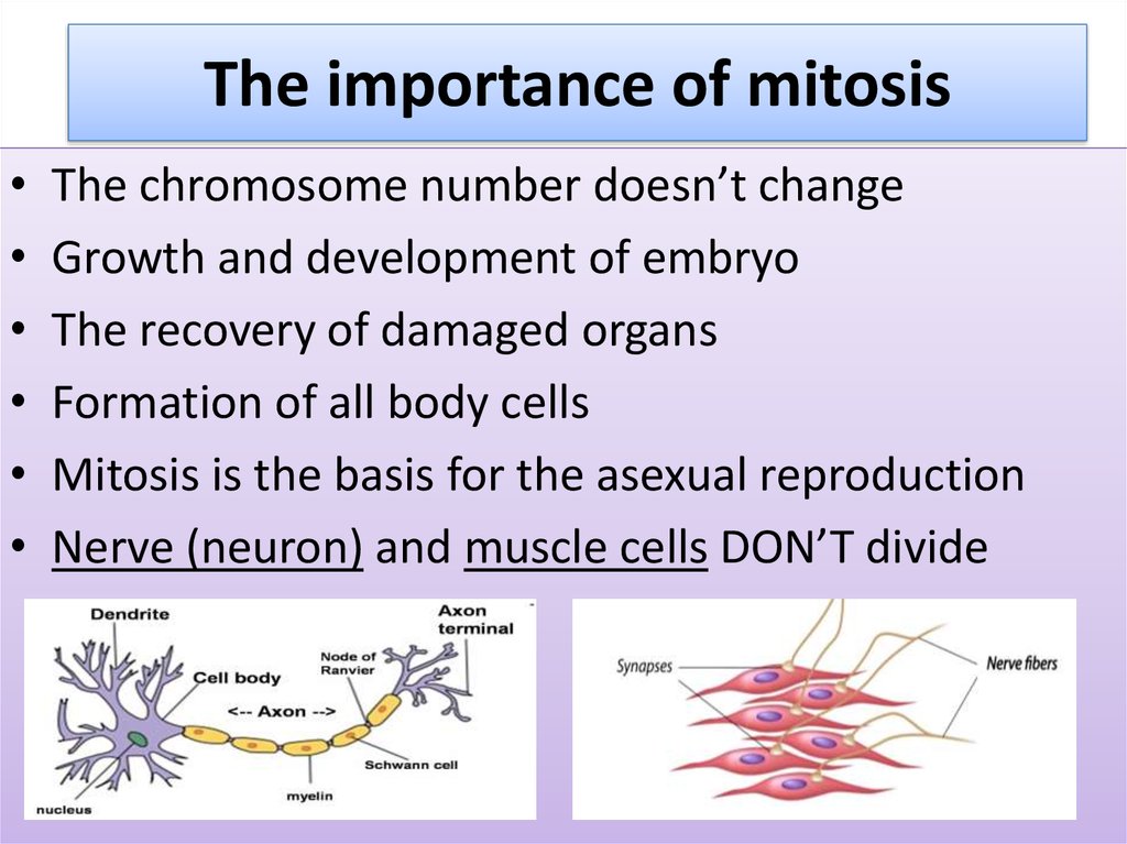 The importance of mitosis
